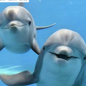 Day trip Snorkeling to Satayh ( Dolphin Reef )