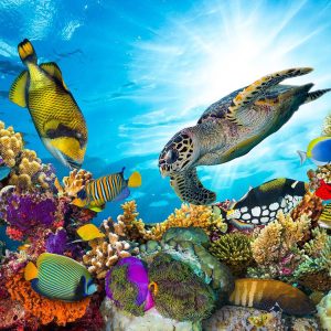 Marsa Alam Experience